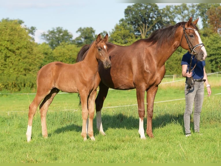 Westfalisk häst Hingst Föl (05/2024) fux in Herzebrock-Clarholz