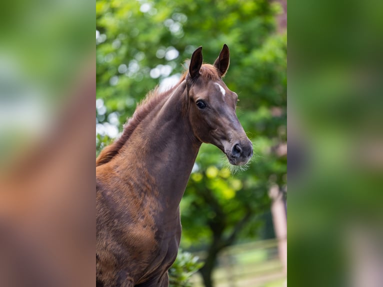 Westfalisk häst Hingst Föl (04/2024) fux in Hörstel