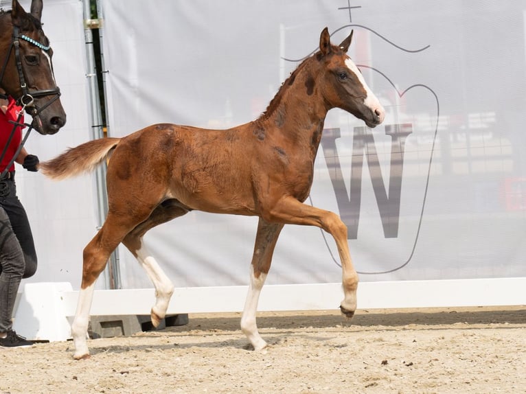 Westfalisk häst Hingst Föl (06/2024) Fux in Münster-Handorf