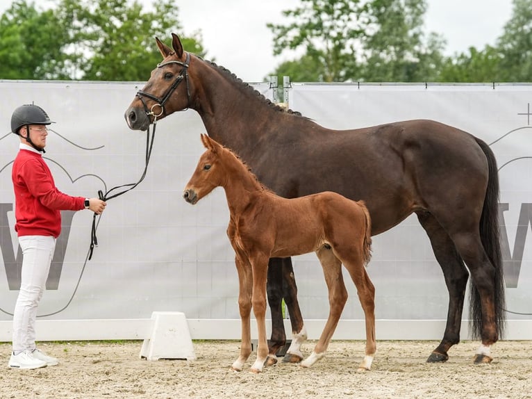 Westfalisk häst Hingst Föl (01/2024) fux in Münster-Handorf