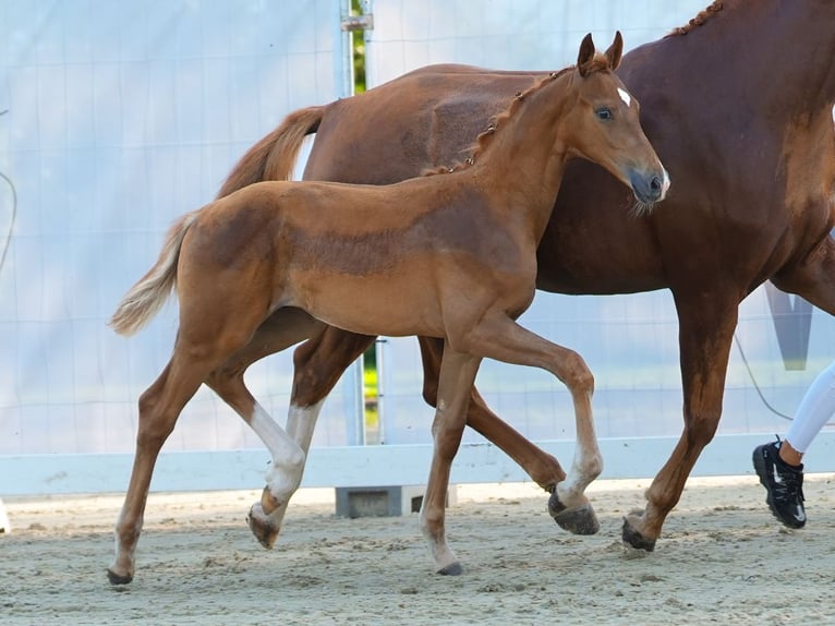 Westfalisk häst Hingst Föl (05/2024) fux in Münster-Handorf