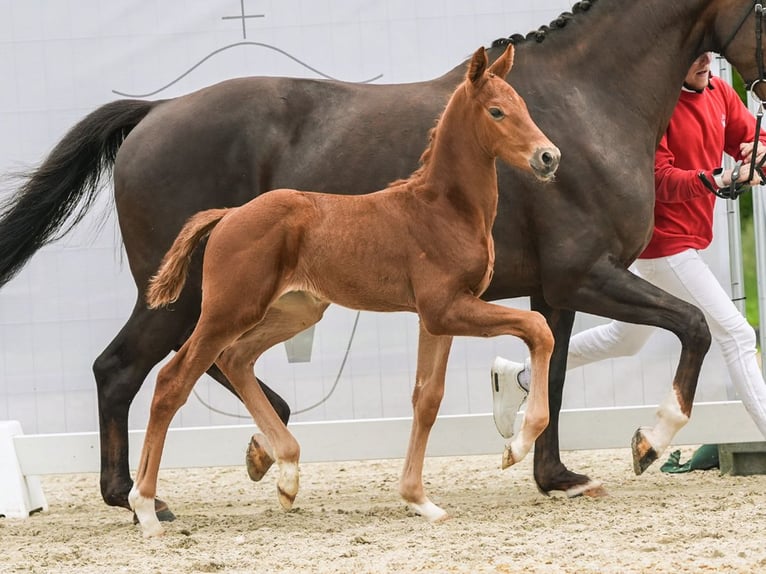 Westfalisk häst Hingst Föl (01/2024) fux in Münster-Handorf