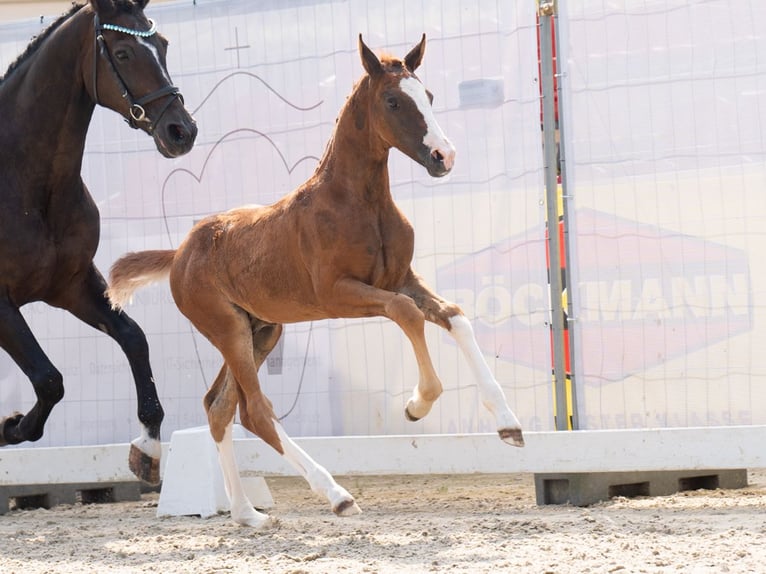 Westfalisk häst Hingst Föl (06/2024) Fux in Münster-Handorf