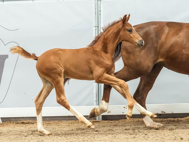 Westfalisk häst Hingst Föl (05/2024) Fux in Münster-Handorf