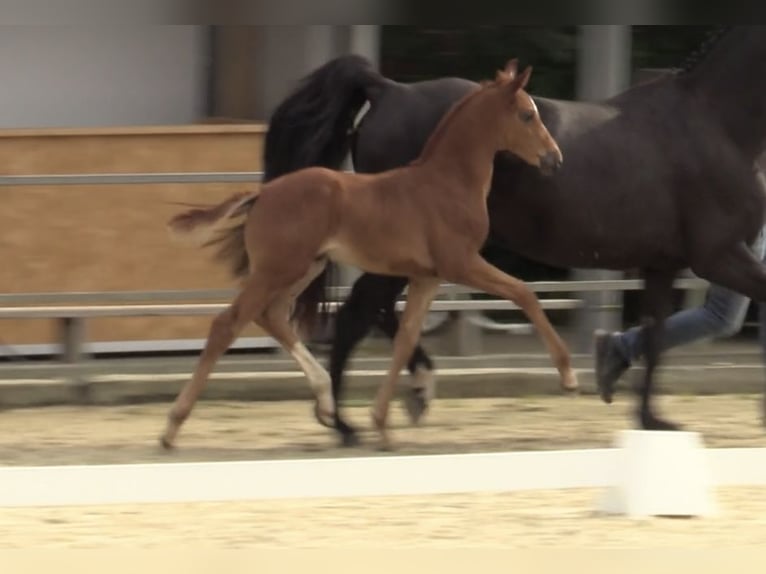 Westfalisk häst Hingst Föl (05/2024) fux in Münster