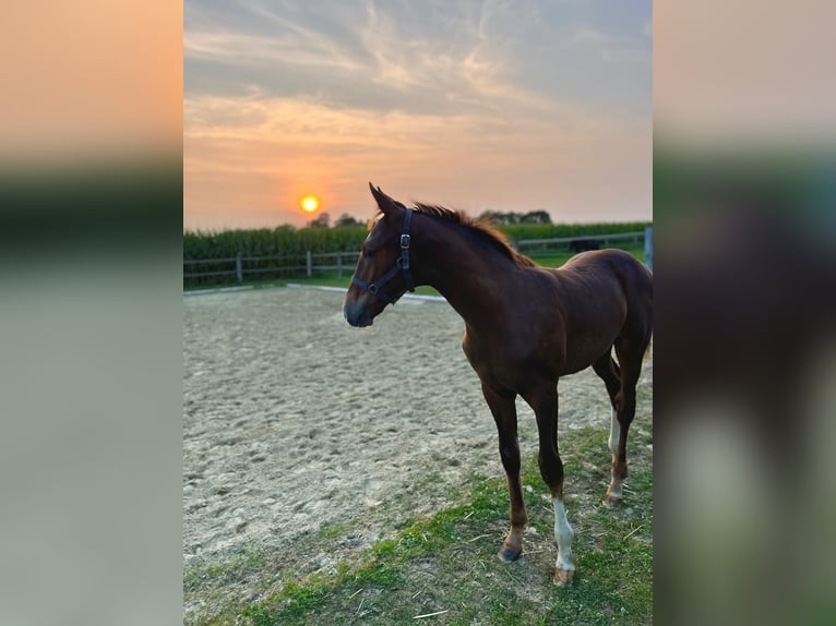 Westfalisk häst Hingst Föl (05/2024) Fux in Ennigerloh