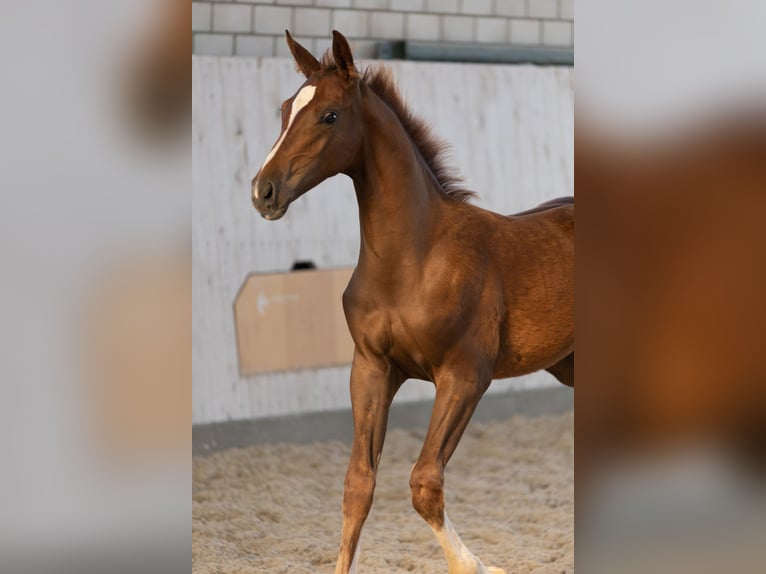 Westfalisk häst Hingst Föl (04/2024) fux in DorstenD