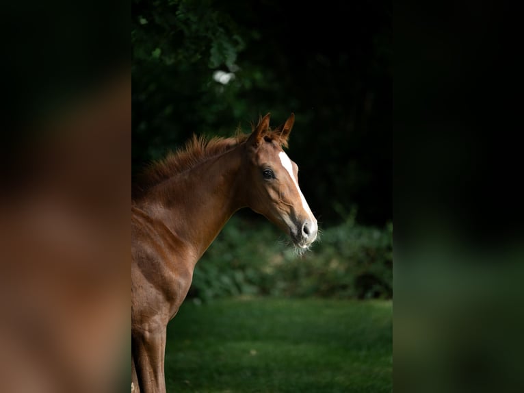 Westfalisk häst Hingst Föl (04/2024) fux in DorstenD