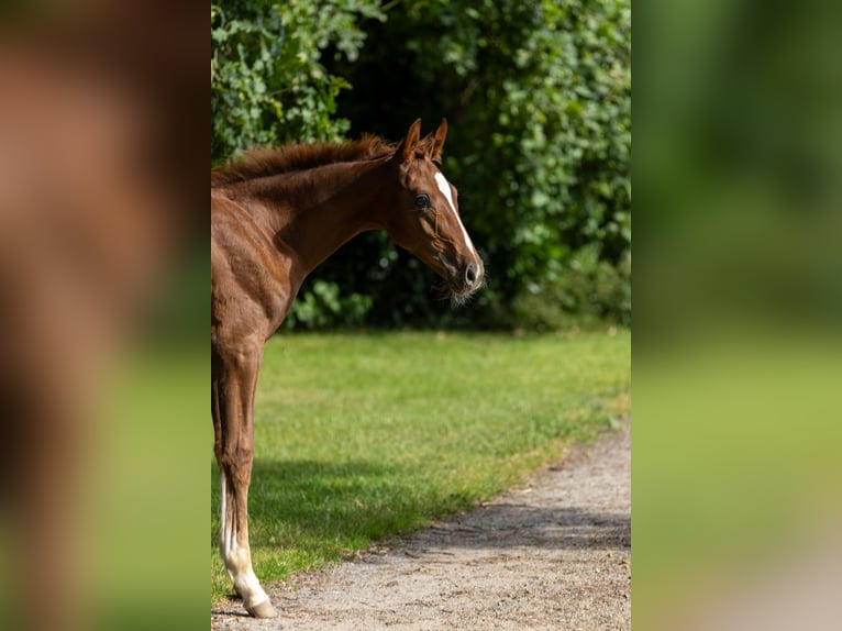 Westfalisk häst Hingst Föl (04/2024) fux in DorstenD