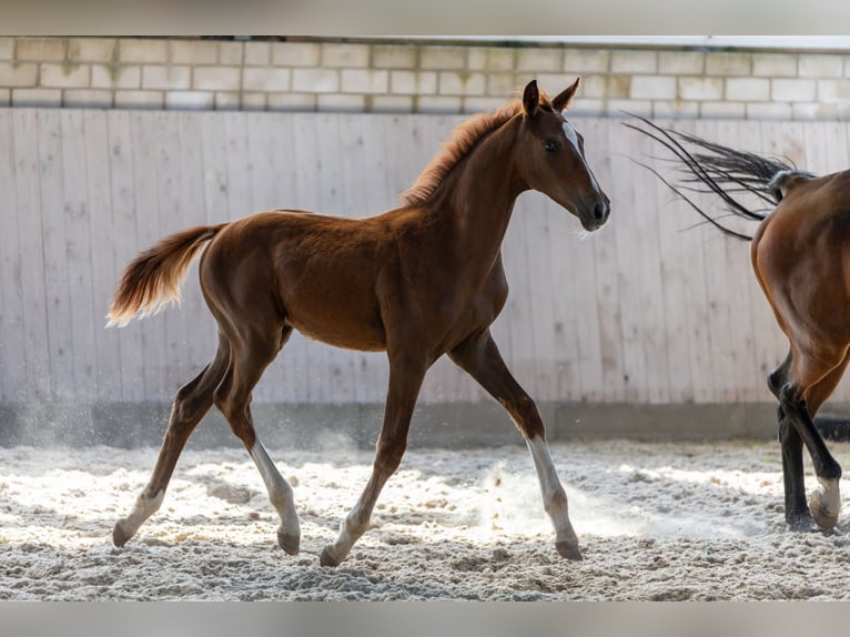 Westfalisk häst Hingst Föl (04/2024) fux in DorstenD