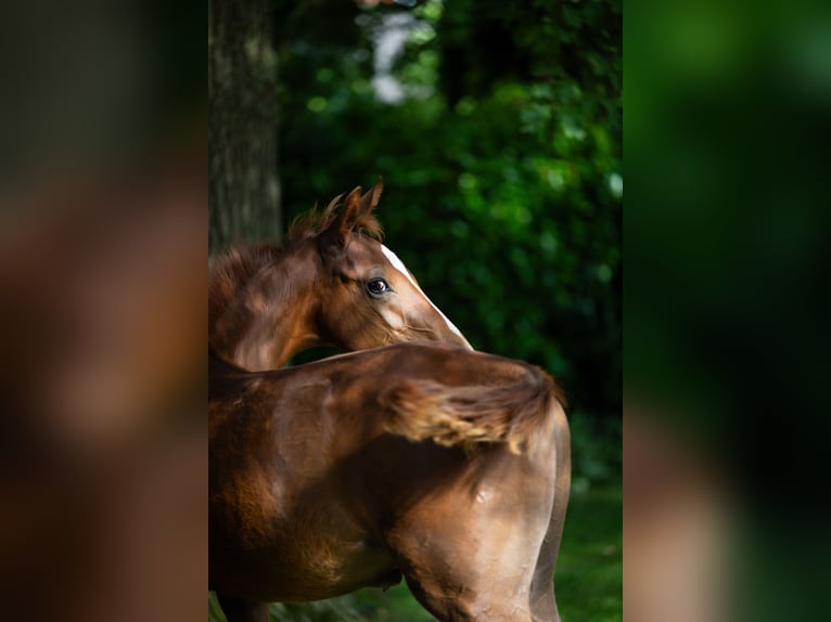 Westfalisk häst Hingst Föl (04/2024) fux in DorstenD