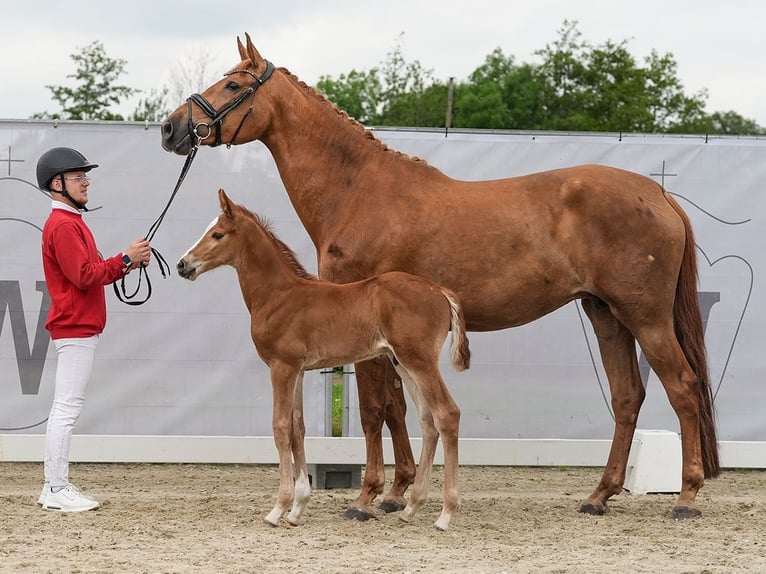 Westfalisk häst Hingst Föl (05/2024) fux in Münster-Handorf