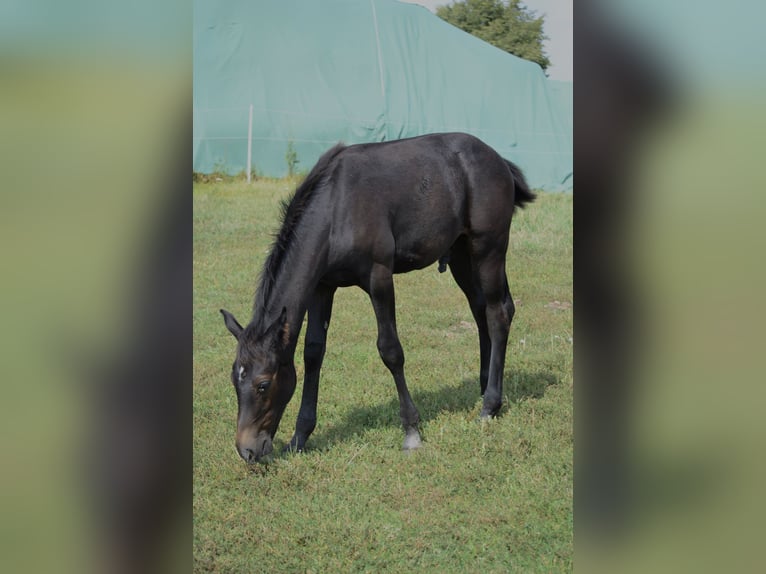 Westfalisk häst Hingst Föl (03/2024) Grå in Prague