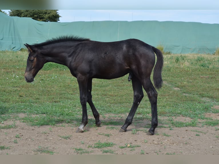 Westfalisk häst Hingst Föl (03/2024) Grå in Prague