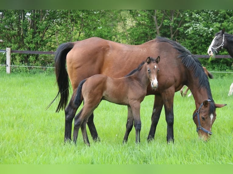 Westfalisk häst Hingst Föl (04/2024) Grå in Telgte