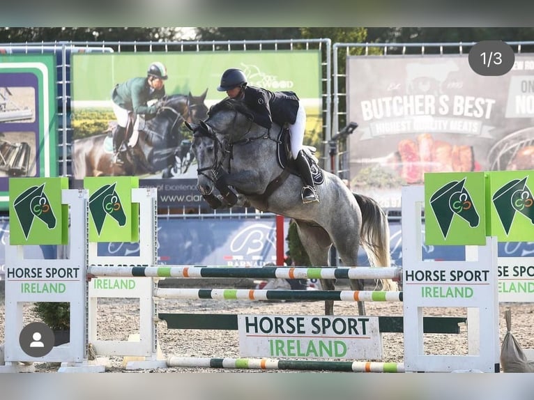 Westfalisk häst Hingst Föl (04/2024) Grå-mörk-brun in Hamm