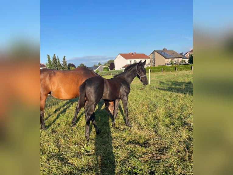 Westfalisk häst Hingst Föl (04/2024) Grå-mörk-brun in Hamm