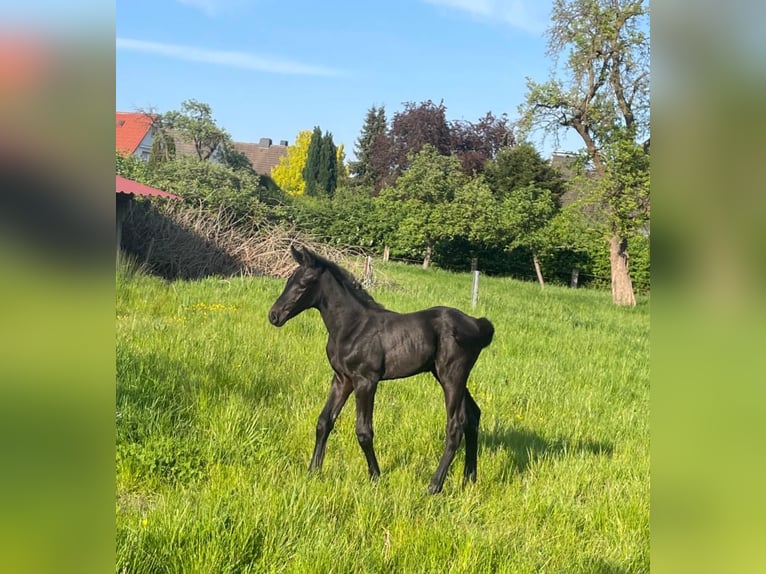 Westfalisk häst Hingst Föl (04/2024) Grå-mörk-brun in Hamm