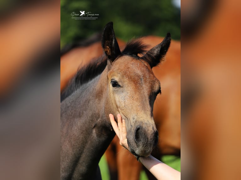 Westfalisk häst Hingst Föl (04/2024) Grå-mörk-brun in Neuenkirchen