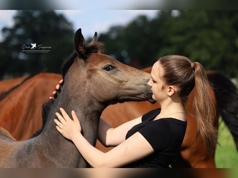 Westfalisk häst Hingst Föl (04/2024) Grå-mörk-brun in Neuenkirchen