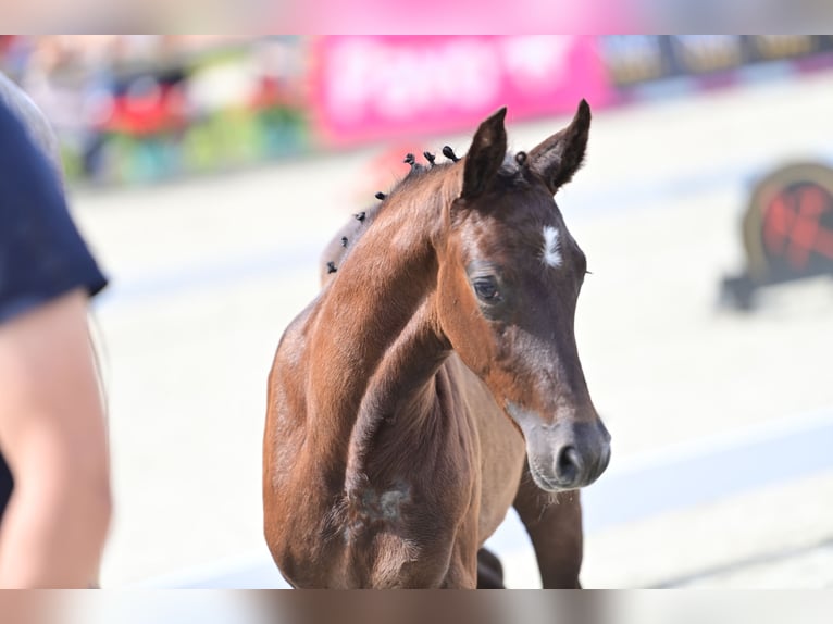 Westfalisk häst Hingst Föl (04/2024) Grå-mörk-brun in Wilsum