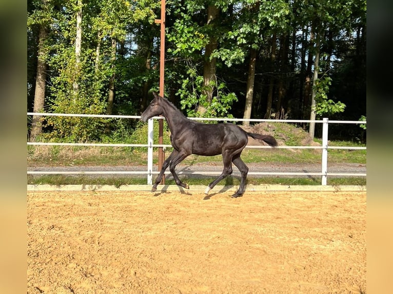 Westfalisk häst Hingst Föl (04/2024) Grå in Münster-Handorf