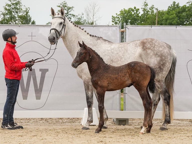 Westfalisk häst Hingst Föl (04/2024) Grå in Münster-Handorf