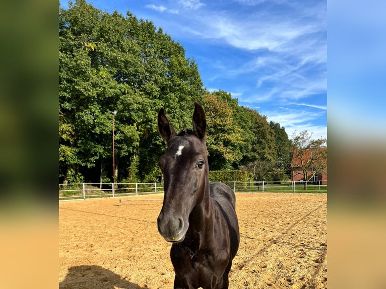 Westfalisk häst Hingst Föl (04/2024) Grå in Münster-Handorf