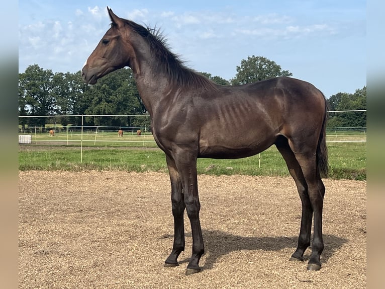 Westfalisk häst Hingst Föl (01/2024) Mörkbrun in Hörstel