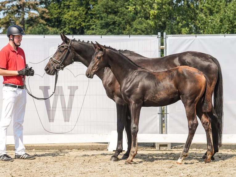 Westfalisk häst Hingst Föl (04/2024) Mörkbrun in Mönchengladbach