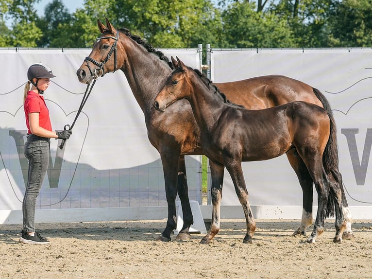 Westfalisk häst Hingst Föl (04/2024) Mörkbrun in Münster-Handorf