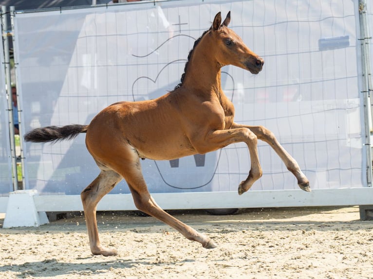 Westfalisk häst Hingst Föl (06/2024) Mörkbrun in Münster-Handorf