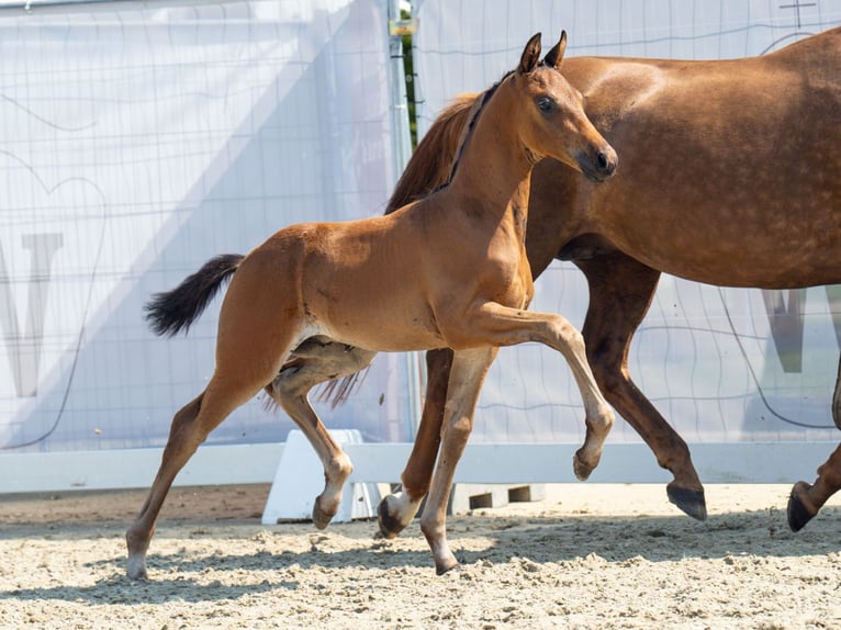 Westfalisk häst Hingst Föl (06/2024) Mörkbrun in Münster-Handorf