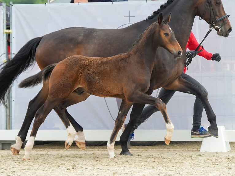 Westfalisk häst Hingst Föl (03/2024) Mörkbrun in Münster-Handorf