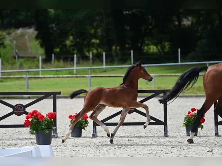 Westfalisk häst Hingst Föl (05/2024) Mörkbrun in Münster