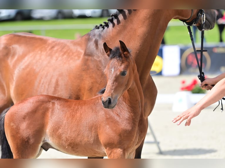 Westfalisk häst Hingst Föl (05/2024) Mörkbrun in Münster