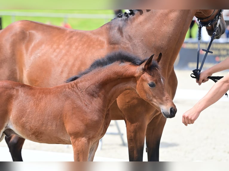 Westfalisk häst Hingst Föl (05/2024) Mörkbrun in Münster