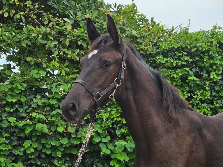 Westfalisk häst Hingst Föl (04/2024) Mörkbrun in Dorsten