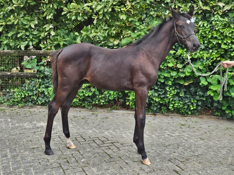 Westfalisk häst Hingst Föl (04/2024) Mörkbrun in Dorsten