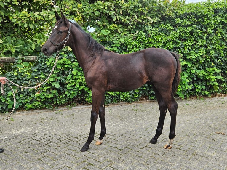 Westfalisk häst Hingst Föl (04/2024) Mörkbrun in Dorsten