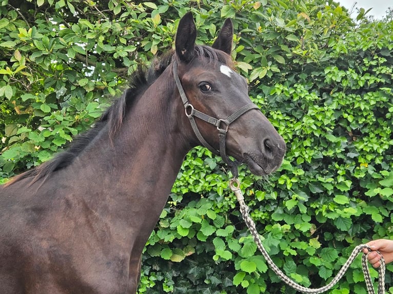 Westfalisk häst Hingst Föl (04/2024) Mörkbrun in Dorsten