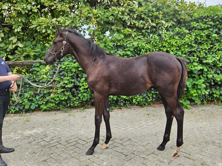 Westfalisk häst Hingst Föl (04/2024) Mörkbrun in Dorsten