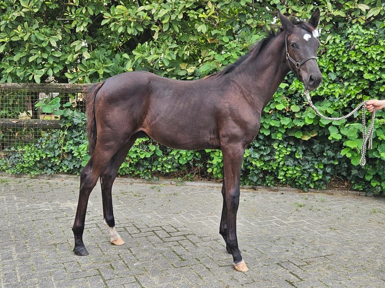 Westfalisk häst Hingst Föl (04/2024) Mörkbrun in Dorsten