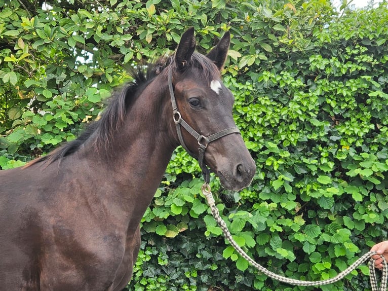 Westfalisk häst Hingst Föl (04/2024) Mörkbrun in Dorsten