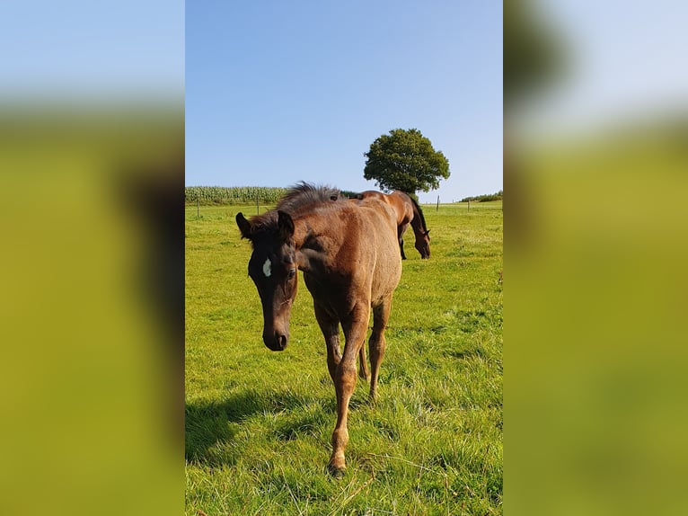 Westfalisk häst Hingst Föl (05/2024) Mörkbrun in Wenden