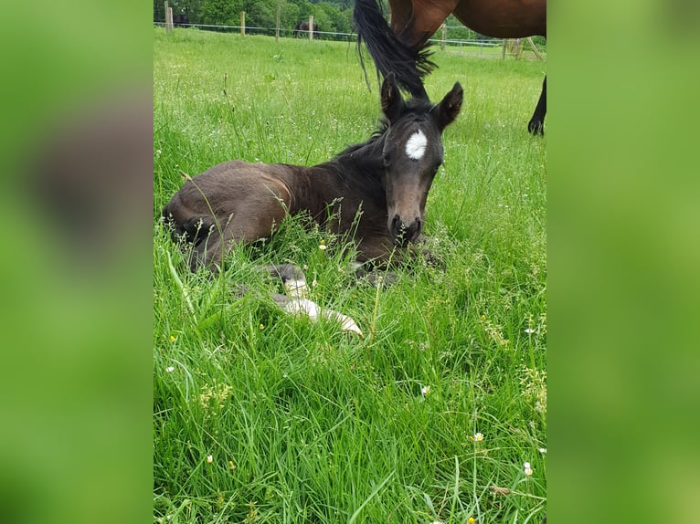 Westfalisk häst Hingst Föl (05/2024) Mörkbrun in Wenden