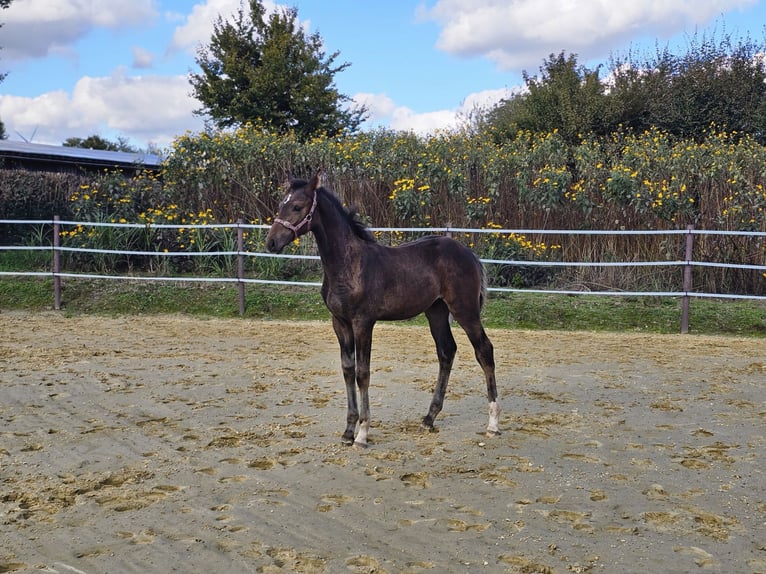 Westfalisk häst Hingst Föl (06/2024) Mörkbrun in Dorsten