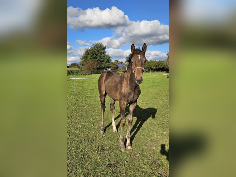 Westfalisk häst Hingst Föl (06/2024) Mörkbrun in Dorsten