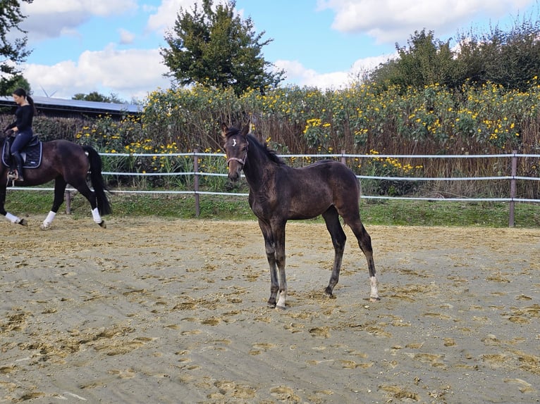 Westfalisk häst Hingst Föl (06/2024) Mörkbrun in Dorsten