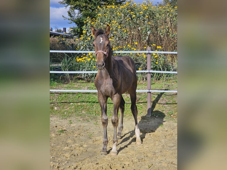 Westfalisk häst Hingst Föl (06/2024) Mörkbrun in Dorsten